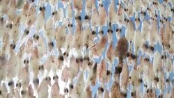 Squid Dry with sunlight Stock Footage