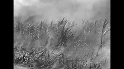 Sugar cane field burns in Oahu during harvest season News Clip