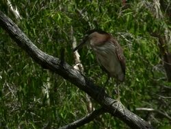Nankeen or Rufous Night Heron Stock Footage