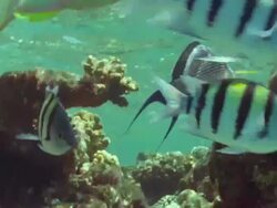 MS Coral reef in shallow water with orange anthias fish, striped sergeant major fish and blue trigger fish / Egypt Stock Footage