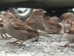 Sparrows Stock Footage