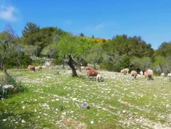 Flock of sheep on a mountain meadow Stock Footage