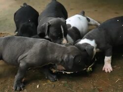 MS Shot of five pit bull terrior puppies feed out of frying pan in outside environment / Montezuma, Punteranes, Costa Rica Stock Footage