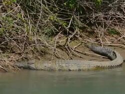 MS PAN Shot of African crocodile relaxing on river shore border / Kunene River, Namibia, South Africa Stock Footage