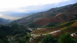 terraced rice field in Mu Chang Chai, Vietnam Stock Footage