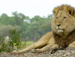 MS Shot of Male lion resting and observing surroundings / Okavango Delta, North West District, Botswana Stock Footage