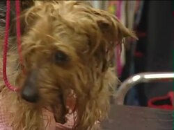 The dog beauty salon. Stock Footage