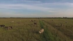 Aerial:Flying over green field with cows Stock Footage