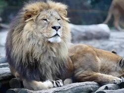 Lions resting together. Stock Footage
