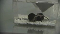 Scientists discover mice that sing News Clip