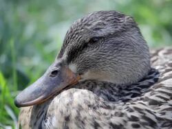 duck on grass Stock Footage