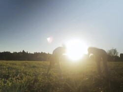 WS PAN View of women doing kartwheels outdoors / Langley, British Columbia, Canada Stock Footage