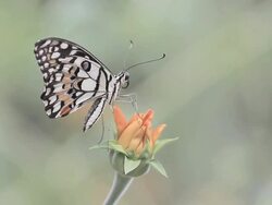 Butterfly Stock Footage