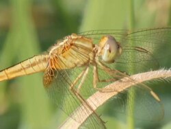 Close up dragon fly Stock Footage