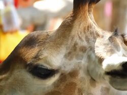 Animal feeding Stock Footage