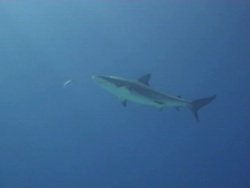 Caribbean Reef Shark Stock Footage