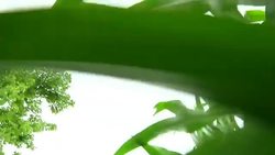 About 60 percent of US corn belt trapped in drought News Clip