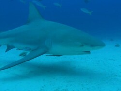 Grey reef sharks, Carcharhinus amblyrhynchos, swims, seabed, Bahamas  Stock Footage