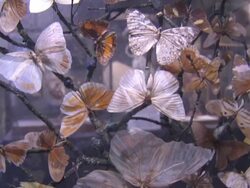 Diplodocus skeleton 'Misty' sold at auction News Clip