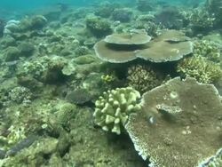 Coral reef, Fiji, South Pacific  Stock Footage