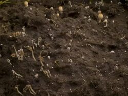 T/L brownish dung fungi (Coprinus sp.) ink caps repeatedly growing and opening from cow dung, UK, WA, high angle Stock Footage