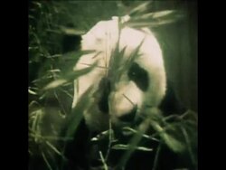 SYND 9 9 78 SUSPECTED PREGNANCY FOR LING LING PANDA AT WASHINGTON ZOO News Clip