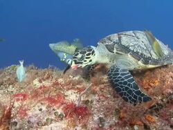 MS Hawksbill turtle feeding on reef / Playa del Carmen, Isla Mujeres, Mexico Stock Footage