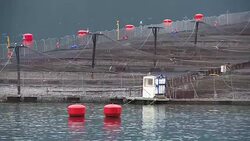 CLEAN : Chile salmon industry swims against current News Clip