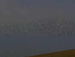 Flock of starlings; with audio Stock Footage