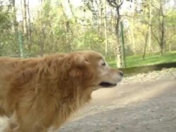 HD SUPER SLOW-MO: Dog Running On Dirt Road Stock Footage