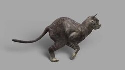 Fast Running Cat with Alpha Channel (Loopable) Stock Footage