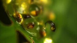 A tadpole breaks free from a frog egg. Stock Footage