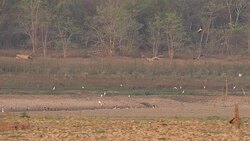 Birds in the dried reservoir Stock Footage