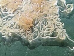 Anisakis nematode fish parasites in a petri dish Stock Footage