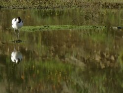 MS TS Shot of Pied avocet wading through shallow water then pauses to rest on one leg with bill tucked away / Namaqualand, Northern Cape, South Africa Stock Footage