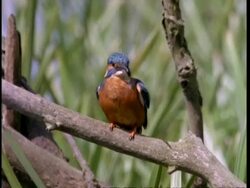 CU portrait of kingfisher on branch Stock Footage