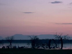 European Cranes (Grus grus) silhouetted on lake shore, North East Extremadura in Dehesa. Stock Footage