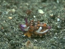 Newborn Cuttlefish Stock Footage