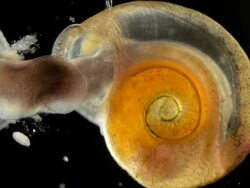 freshwater snail Stock Footage