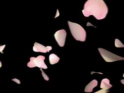 SLO MO The petal to dance Stock Footage