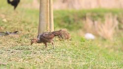 Local Cock in countryside Stock Footage