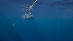 Great White Shark Stock Footage