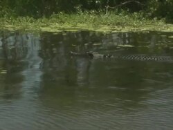 Crocodile in South Alligator River, Kakadu National Park, NT, Australia Stock Footage