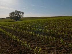 DS Young corn plants Stock Footage