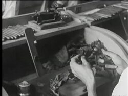 Interior cigar factory, men rolling cigars. Stock Footage