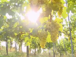 HD DOLLY: Sunlight Coming Through Vineyard Stock Footage