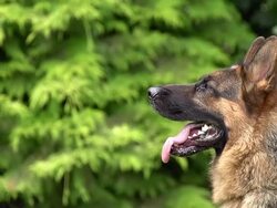 CU SLO MO German Shepherd, Male Yapping / Normandy, France, Europe Stock Footage
