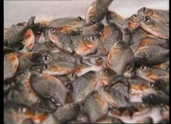 PHILIPPINES: PIRANHAS ILLEGALLY SMUGGLED INTO COUNTRY ARE DESTROYED Instructional Video
