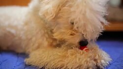 White dog Stock Footage