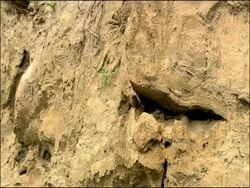 Trumpeter Finch (Rhodopechys githaginea) near nest in rocky cliff, Tabernas, Almeria, Andalucia, Spain Stock Footage